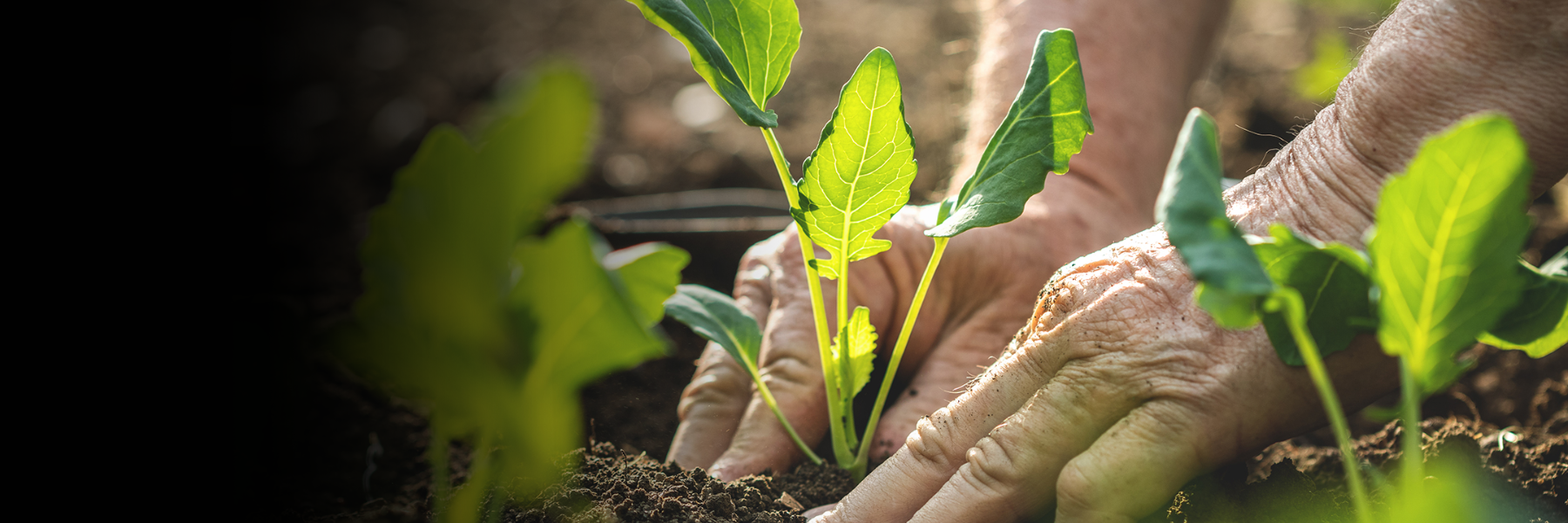 Gift Ideas: For Garden lovers
